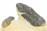 Two Detailed Reedops Trilobite - Atchana, Morocco #283913-5